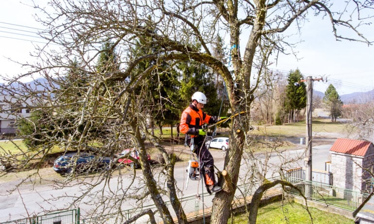 What is the Expense of Pruning Trees?